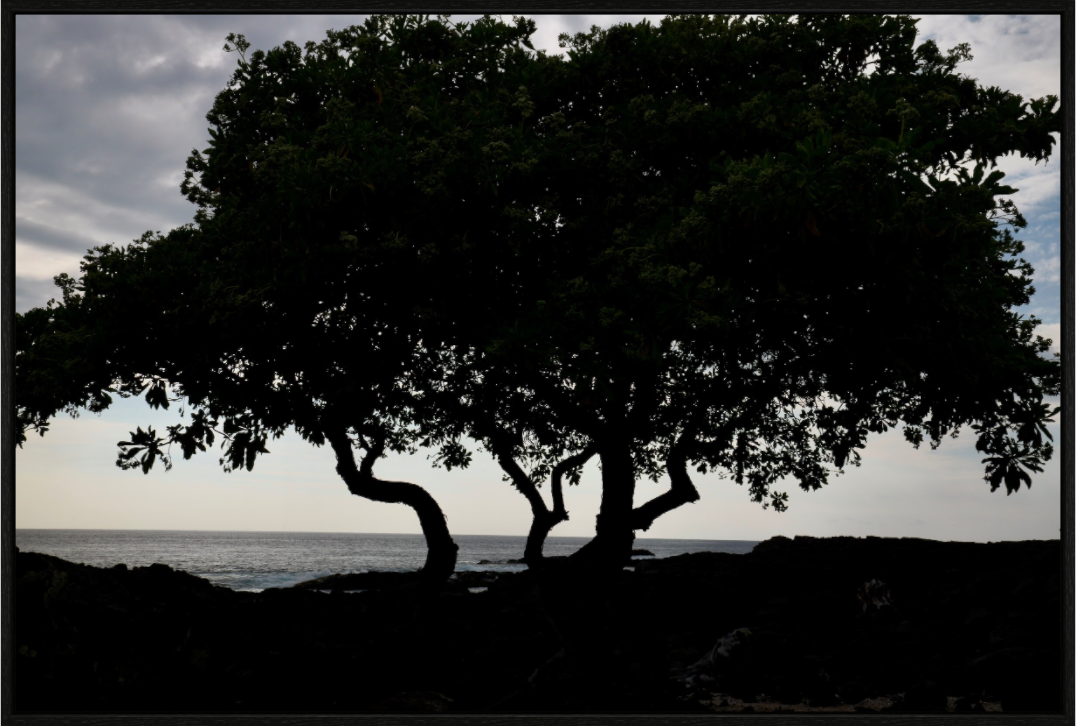 Main image Trees Walking Near Water on acrylic glass