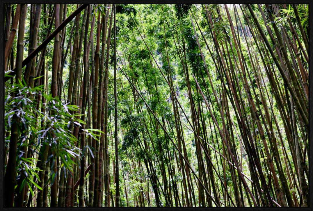 Main image Bamboo Forest on acrylic glass