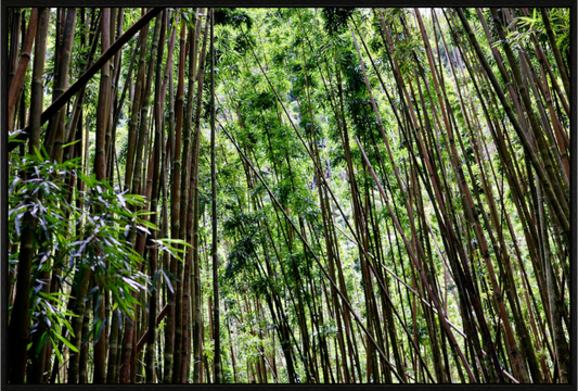 Main image Bamboo Forest on acrylic glass
