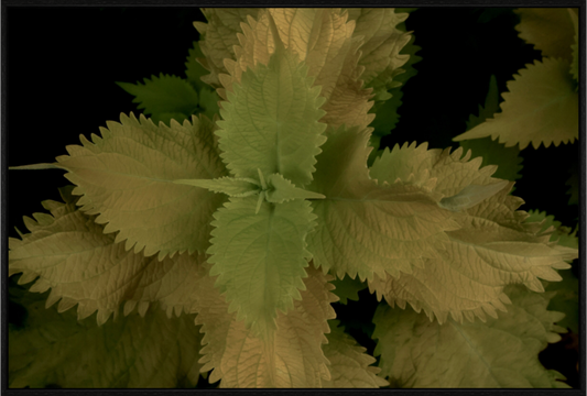 Main image Painted Nettle on acrylic glass