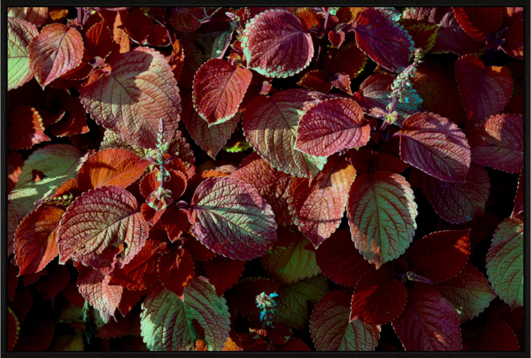 Main image A Pop of Color on acrylic glass