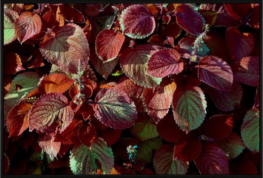 Main image A Pop of Color on acrylic glass