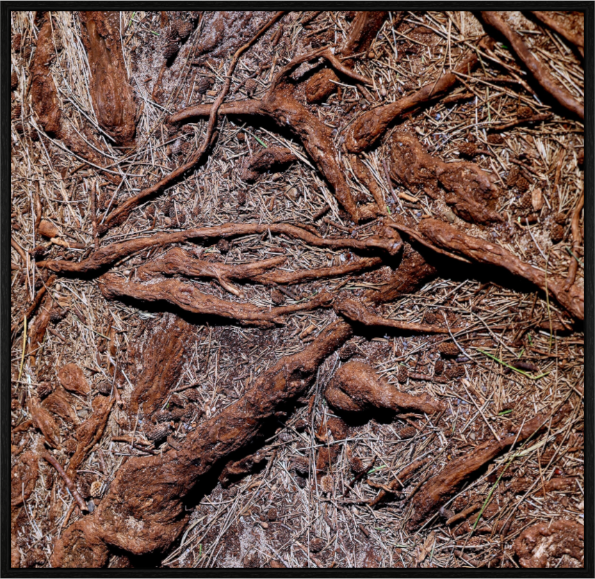 Main image Grounded and Exposed on acrylic glass