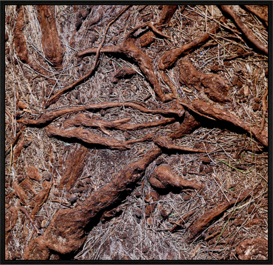 Main image Grounded and Exposed on acrylic glass