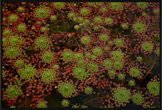 Main image Colorful Tapestry on acrylic glass