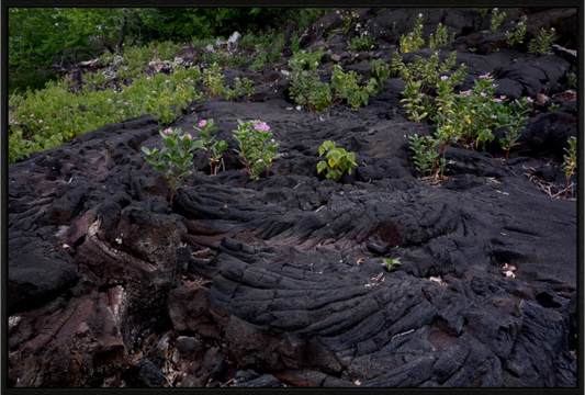 Main image Lava Bloom on acrylic glass