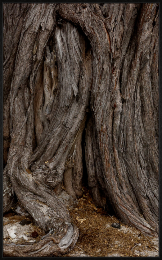 Main image Hawaiian Bole on acrylic glass