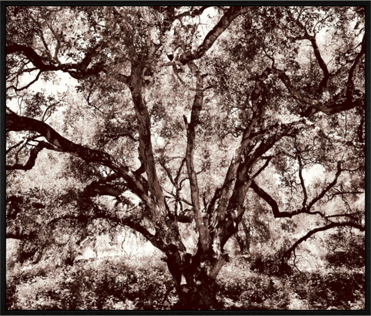 Main image The Tree on acrylic glass